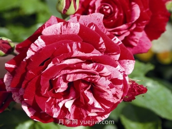 最佳印象月季介紹和優(yōu)缺點