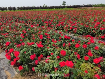 夏季月季苗管理技術要點