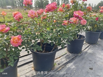 保證月季100%存活的十大養(yǎng)護絕招