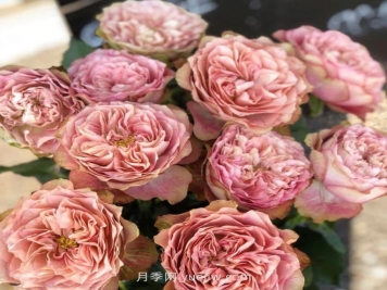 地球末夜月季介紹和優(yōu)缺點(diǎn)