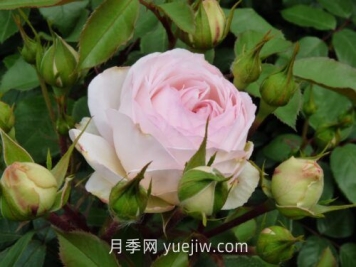 斯蒂芬妮古城堡月季介紹和優(yōu)缺點