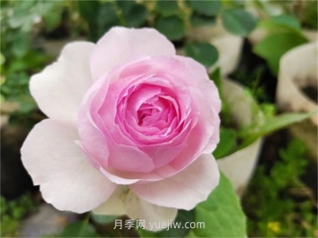  維薩里月季介紹和優(yōu)缺點