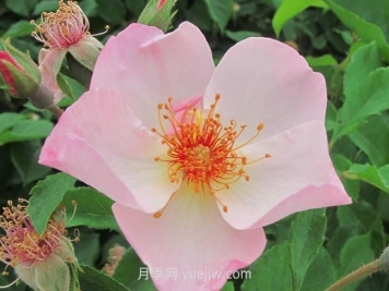 仙女羅瑟琳月季介紹和優(yōu)缺點