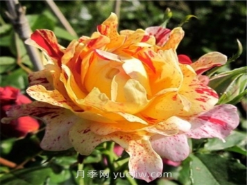 尼梅特月季介紹和優(yōu)缺點
