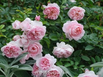 漂亮的玉兔月季介紹和優(yōu)缺點