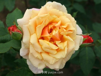 卡梅爾月季介紹和優(yōu)缺點