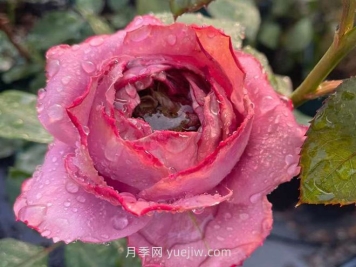 藍瓷花瓶月季介紹和優(yōu)缺點