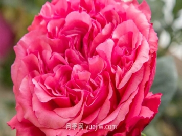 玫昂胭脂月季介紹和優(yōu)缺點