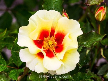  奶油巴比倫眼睛月季介紹和優(yōu)缺點