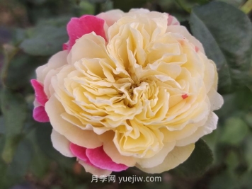 推薦88個最美月季品種，讓花友美到心醉，陶醉其中