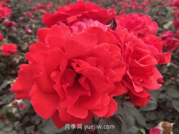 北方園林綠化帶常見的月季花
