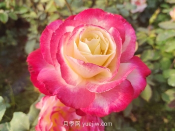 紅雙喜月季夏季耐熱耐曬嗎？