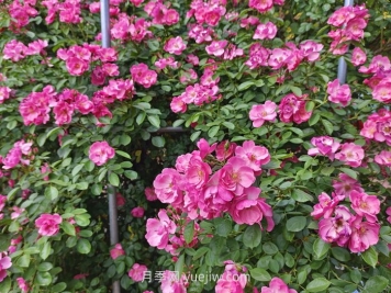 月季花長出新葉，卻會(huì)打卷，是什么問題？