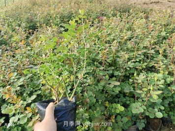 月季小苗多久能長成大苗？
