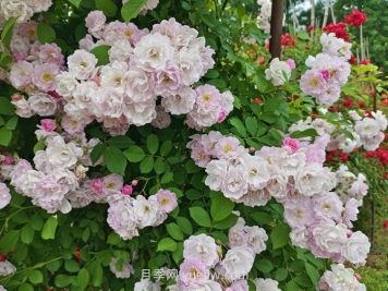 薔薇花什么時(shí)候開花，花期有多久？