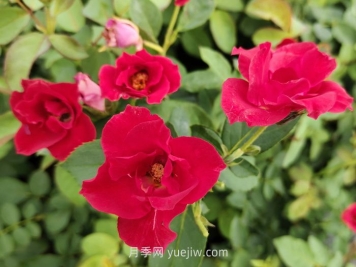 薔薇花是春天開花還是夏天開花？