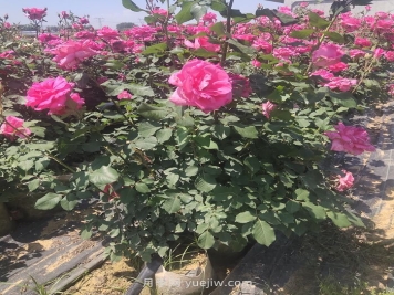 夏季月季修剪不當(dāng)為什么會(huì)死？
