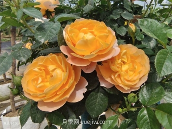 適合安徽種植的四季月季品種有哪些？