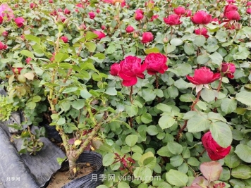 內(nèi)蒙古區(qū)域可以種植月季嗎？
