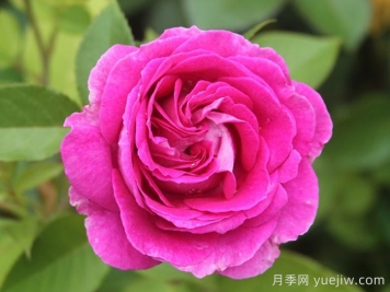 音樂之聲月季/瑪麗亞小姐/瑪利亞