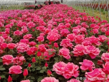 香飄九州，南陽月季何以花滿天下？