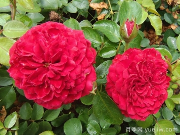    推薦30種漂亮的灌木月季花，花大味香好養(yǎng)