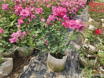 如何在夏季提升月季苗栽植成活率？