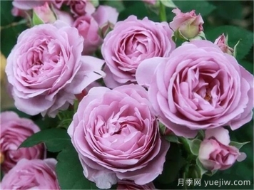 熱門50種月季花品種展示，每一種都獨特美麗