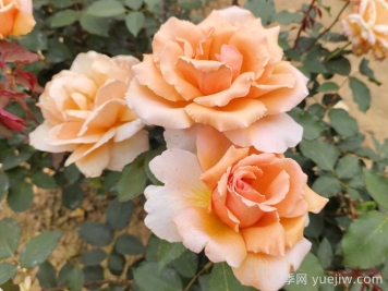 花友票選10種最好養(yǎng)護(hù)的花卉，月季第二