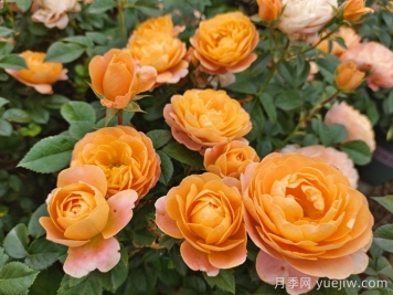 15款經(jīng)典月季花，好看好養(yǎng)，月季花開看花海！