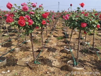 苗木人賺錢不能錯(cuò)過造林工程機(jī)遇