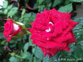 自由鐘月季/費城自由之鐘