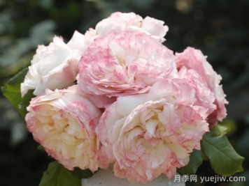極光詠嘆調(diào)月季