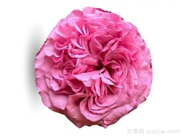 好運(yùn)來(lái)月季/幸運(yùn)兒