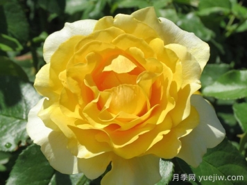 快樂(lè)幸運(yùn)月季/快樂(lè)走運(yùn)/開(kāi)心快樂(lè)