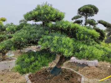 松樹(shù)十大品種，松樹(shù)哪些品種最值錢(qián)？