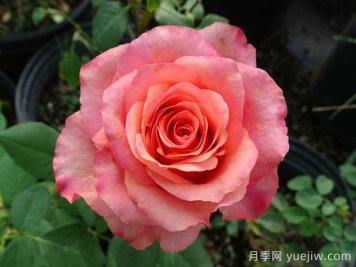 搖滾樂(lè)月季/硬式搖滾