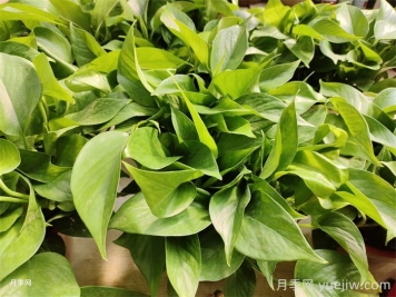 十二種易養(yǎng)的花木