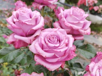 立夏后澆水別瞎?jié)?！這樣做月季花不爛根