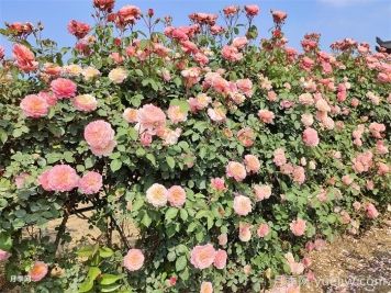 月季不開花到底是什么原因？月季爆花教程