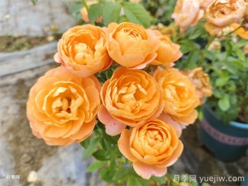 五款經(jīng)典月季，打造都市陽(yáng)臺(tái)微月花園