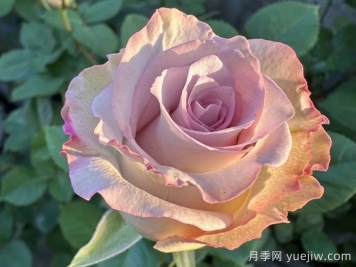 旋風月季
