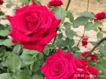 夏末秋初第一波月季花，能不能看？要不要留？