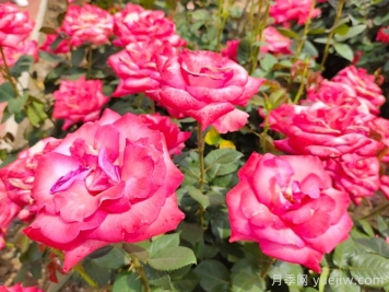 月季花什么時(shí)候開(kāi)？南陽(yáng)月季花期4～11月