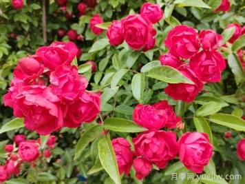 紅木香花是不是月季花？