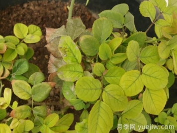 月季黃葉是因?yàn)槭裁丛?？幫你判斷和解決