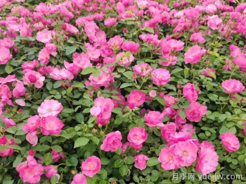 會(huì)養(yǎng)月季花，來把普通月季養(yǎng)成造型藝術(shù)品