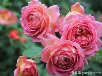 銀禧慶典被稱最美玫瑰，經(jīng)典大花月季品種介紹