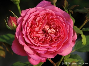 銀禧慶典月季復(fù)花超快，口碑極佳