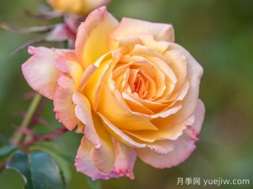 她是20世紀(jì)最偉大的月季品種！和平月季拿獎(jiǎng)拿到手軟